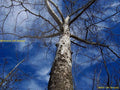 UV (Haze) 1A Multicoated | Multithreaded Glass Filter (82mm) For  EOS 5D Mark II